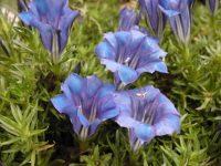 Big mid blue flowers